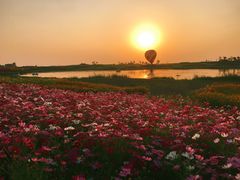 -洪湖湿地生态园