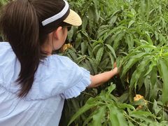 -南汇老顾农家乐采摘大团水蜜桃采摘店