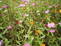 -桤木河湿地公园