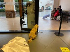 -茶颜悦色(环球奥特莱斯店)