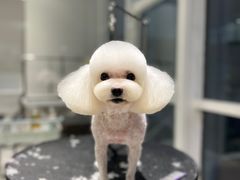 -爱宠屋pet shop·宠物洗澡·宠物美容
