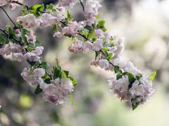 -海棠花溪(元大都城垣遗址公园)