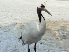 -黑龙江扎龙生态旅游区