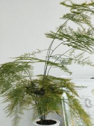 -YIMEI ART半永久纹眉·野生眉