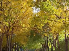 -大兴滨河森林公园