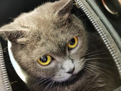 -纳吉亚猫专科动物诊疗中心(蒋宅口分院)