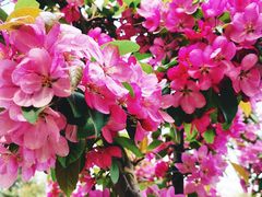 -海棠花溪(元大都城垣遗址公园)