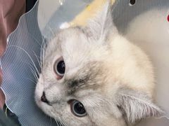 -天使宠物医院·犬猫分诊(彩虹店)