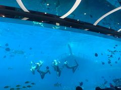 -瑞德姆美人鱼海底演艺主题餐厅(亚龙湾店)