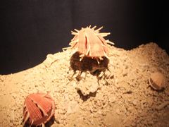 -亚龙湾中心广场·贝壳馆