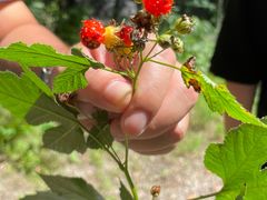 -云岫谷游猎自然风景区