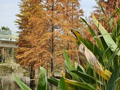 -白鹭湾湿地公园