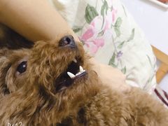 -洋洋冰粉