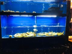 -古京·臻致料理(月湖店)