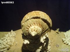 -亚龙湾中心广场·贝壳馆