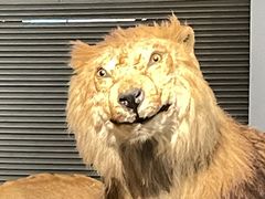 -Behring World of Animals(上海自然博物馆店)