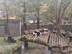 -都江堰中华大熊猫苑