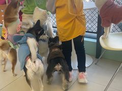 -怪兽屋·羊驼·猫咖·狗咖(俊华广场店)