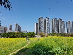 -光明小镇欢乐田园
