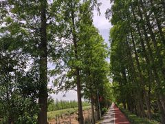 -上海长兴岛郊野公园