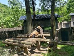 -都江堰中华大熊猫苑