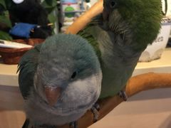 -藦茜花园宠物主题亲子互动体验馆(国顺东路店)