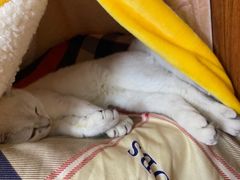 -lincat·猫舍(广州店)