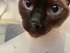 -宠爱国际动物医院·消化内科·心肾内科·ISFM猫友好(望京店)