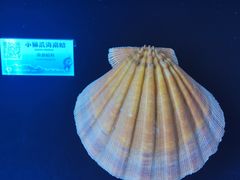 -贝壳梦幻世界