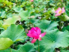 -贵阳市花溪国家城市湿地公园