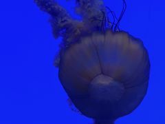 -上海海洋水族馆