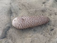 -北海金海湾红树林生态旅游区