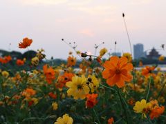 -顺峰山公园