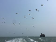 -长岛万鸟岛