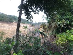 -田园寨农园观光园