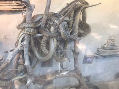 -荔城生鲜盛宴(番禺旗舰店)
