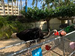 -三亚亚龙湾天域度假酒店