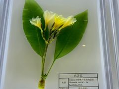 -广东中医药博物馆