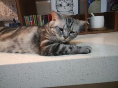 -猫爪屋猫咖(乐汇城店)