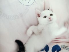 -宠爱国际动物医院·消化内科·心肾内科·ISFM猫友好(望京店)