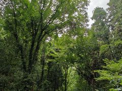 -素山寺森林公园