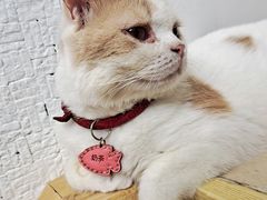 -猫在这儿猫咪咖啡馆·撸猫馆