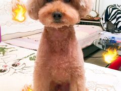 -A猫a狗全科·犬猫异宠·芥西宠物医院(南开总院)
