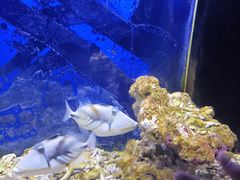 -沙沙哗啦海洋馆(华宇百花谷店)