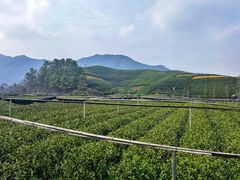 -龙坞茶村
