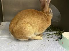 -爱侣宠医·鹦鹉专科·小型哺乳类·异宠专科(灵石路店)