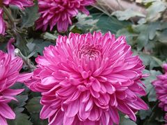 -螃蟹岬(地铁站)