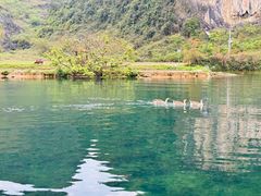 -靖西鹅泉风景区