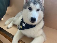 -Husky Go! 哈士奇体验馆·宠物咖啡厅狗咖