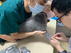-宠颐生贝利健动物医院(谢家湾分院)